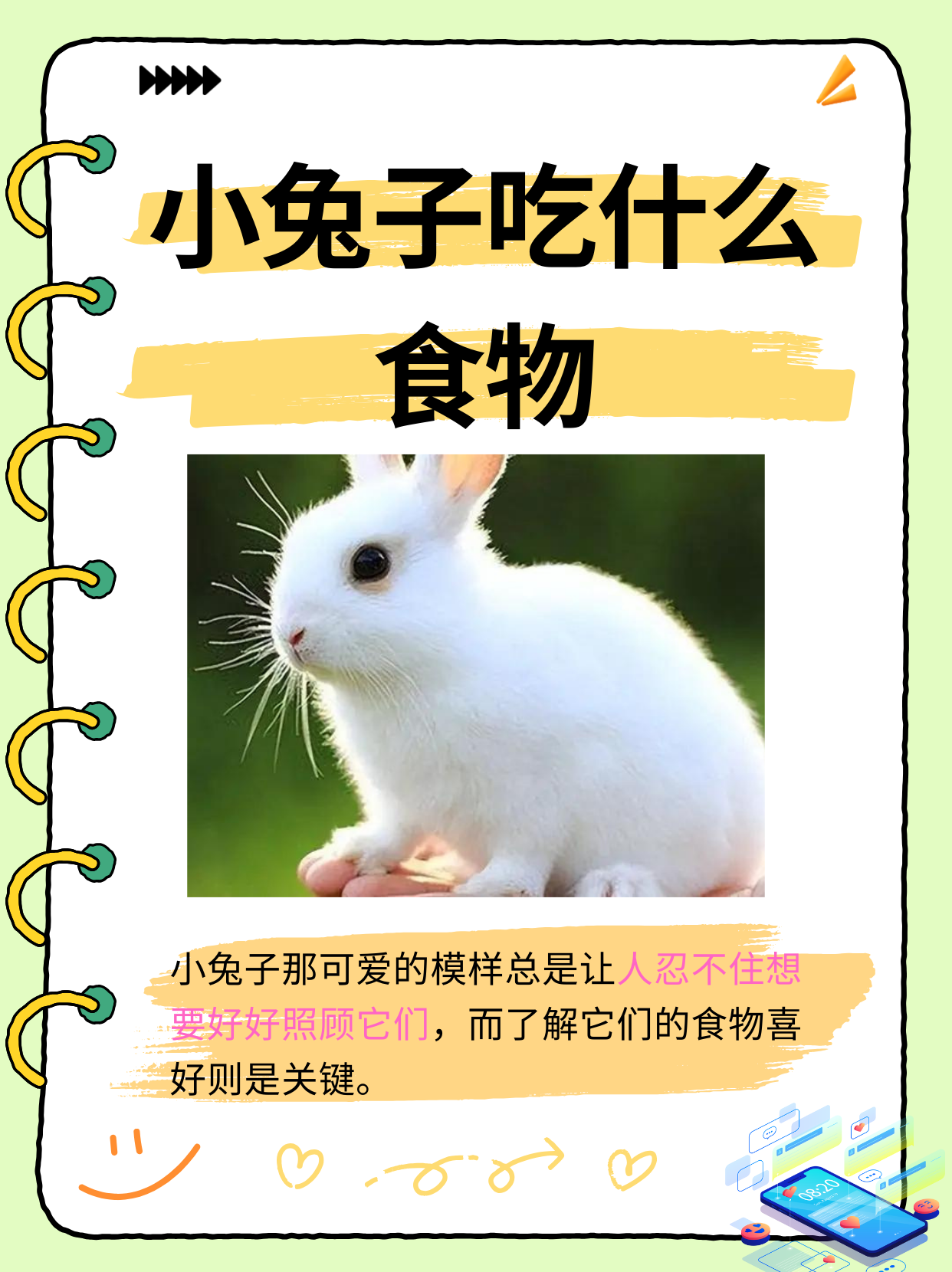 兔子的特点介绍