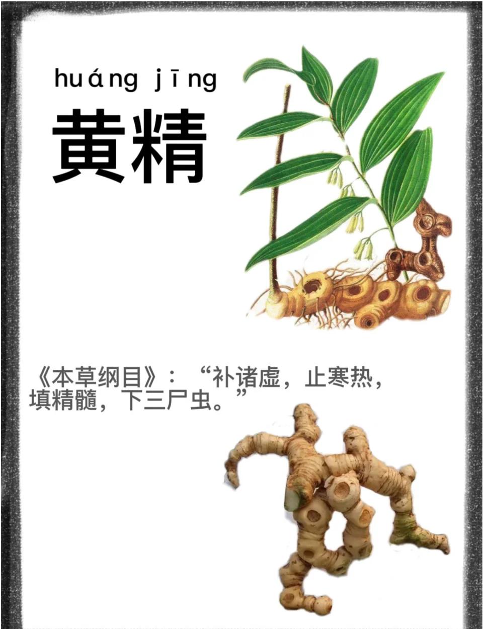 黄精的功效与作用吃法与禁忌